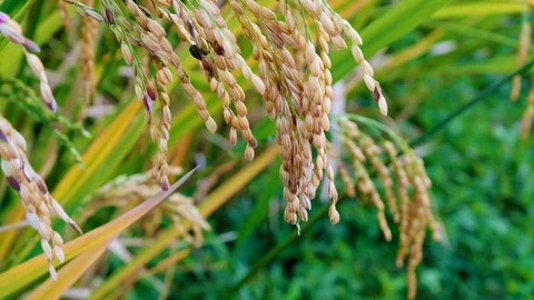 Close up Rice paddy field background in day time, at chiang mai thailand, 4K Stock Footage 100418143