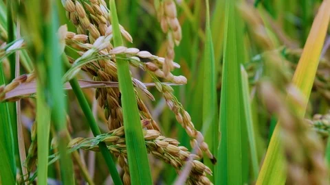 Close up Rice paddy field background in day time, at chiang mai thailand, 4K Stock Footage 100418166