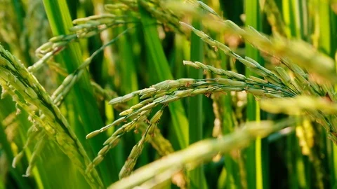 Close up Rice paddy field background in sunrise time, at chiang mai thailand Stock Footage 100428684