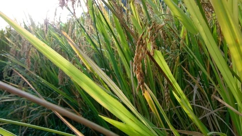 Close up Rice paddy field background in sunrise time, at chiang mai thailand Stock Footage 100429146