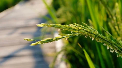 Close up Rice paddy field background in sunrise time, at chiang mai thailand Stock Footage 100429151