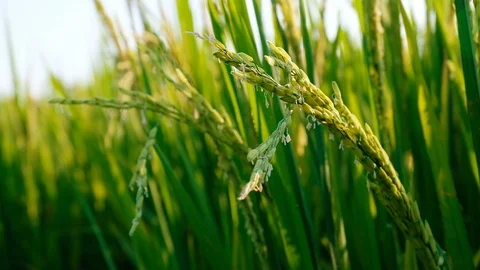 Close up Rice paddy field background in sunrise time, at chiang mai thailand Stock Footage 100429560