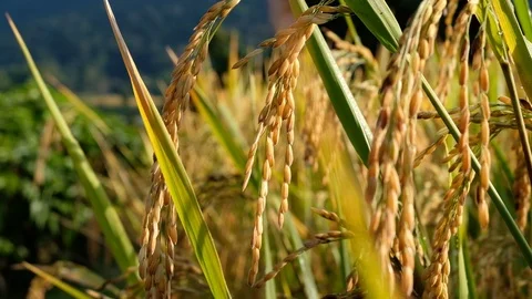 Close up Rice paddy field background in sunrise time, at chiang mai thailand Stock Footage 100429685