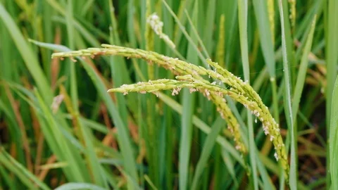 Close up Rice paddy field background in day time, at chiang mai thailand, 4K Video stock 100432814