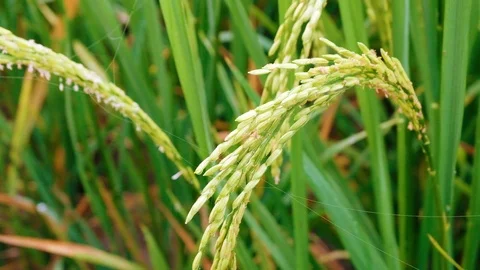 Close up Rice paddy field background in day time, at chiang mai thailand, 4K Video stock 100432833
