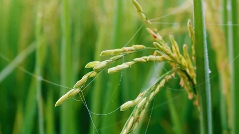 Close up Rice paddy field background in day time, at chiang mai thailand, 4K Video stock 100434371