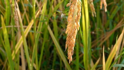 Close up Rice paddy field background in sunrise time, at chiang mai thailand Video stock 100434916