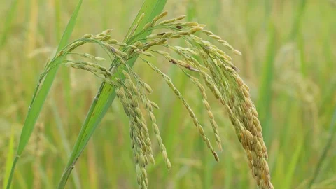 Close up Rice paddy field background in sunrise time, at Thailand 스톡 동영상 164142966