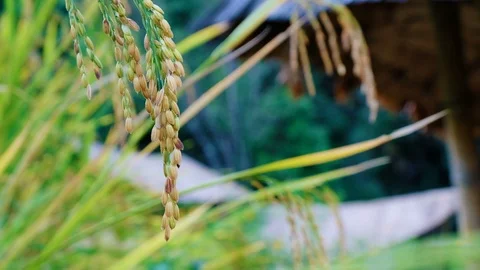 Close up Rice paddy field with blurred hut background in day time, 4K Stock Footage 100417230
