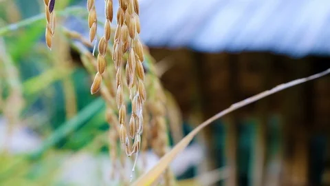Close up Rice paddy field with blurred hut background in day time, 4K 動画素材 100417320