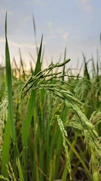Close up of rice in the paddy field Stock Photos