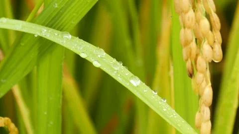 Close up of rice paddy grass raindrop dew 库存影片 163997176