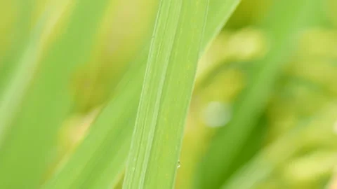 Close up of rice paddy leaf background image, Gyeongsan-si, Gyeongsangb Stock Footage 164009570