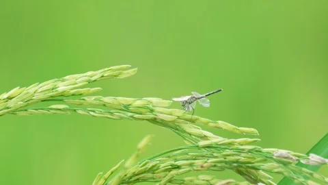 Close-up of rice panicle with dragonfly perched on it. Stock Footage 290071047