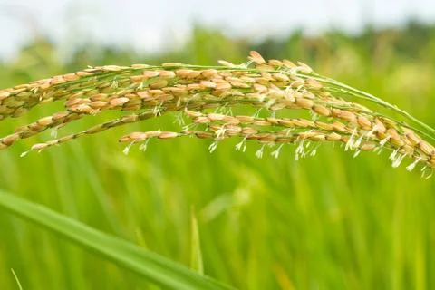 Close-up of Rice Stock Photos