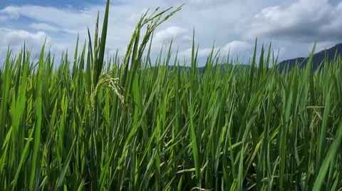 Close up of rice plant blown by the wind Stock Footage 66382476