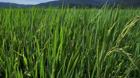 Close up of rice plant blown by the wind Stock Footage 66383490
