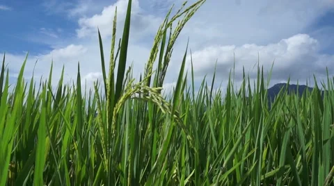 Close up of rice plant blown by the wind Stock Footage 66383607