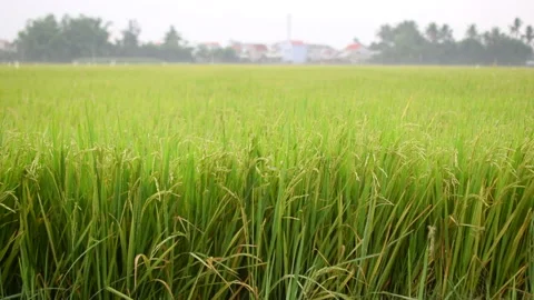 Close up of rice plant moving into the wind in Southeast Asia. 스톡 동영상 144910153