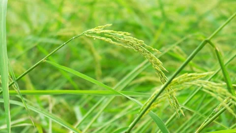 Close-up of rice plants about to be harvested. Slow motion video Stock Footage 290069534