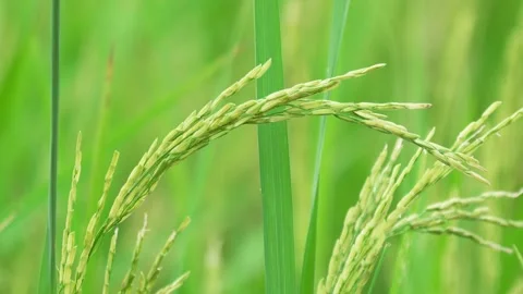 Close-up of rice plants about to be harvested. Stock Footage 290070015