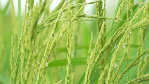 Close-up of rice plants about to be harvested. Stock Footage 290070922