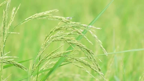 Close-up of rice plants about to be harvested. Slow motion video Stock Footage 290071102