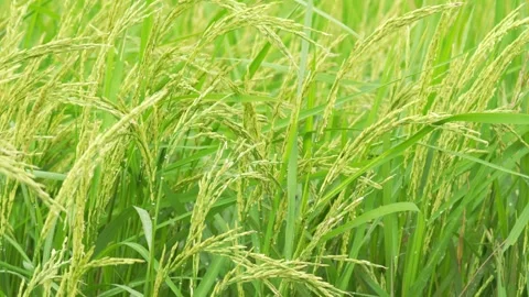 Close-up of rice plants about to be harvested. Slow motion video Stock Footage 290071105