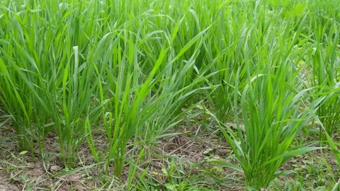 Close Up of Rice Plants Stock Footage 332567032