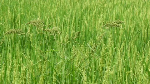 Close Up of Rice Plants Stock Footage 333961268