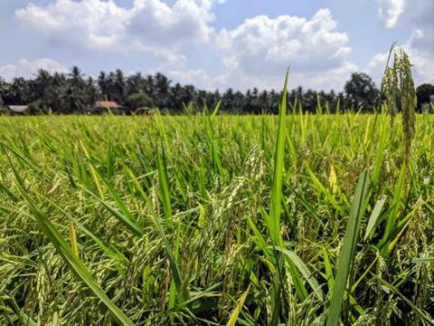 Close-up of rice plants Foto stock