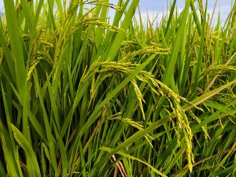 Close up of rice plants Stock Photos