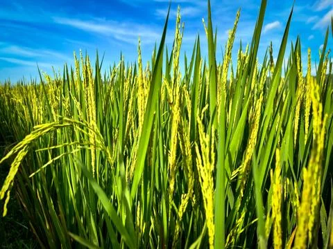 Close-up rice plants. Stock Photos