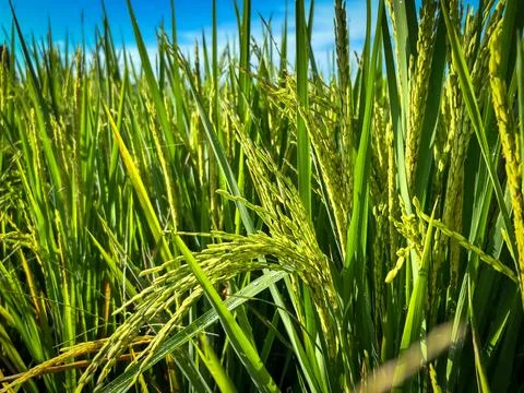 Close-up rice plants. Stock Photos