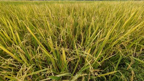 Close up rice plants Stock Photos