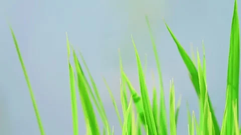 Close-up of rice plants in a rice field, beautiful green summer, agriculture Stock Footage 325643111
