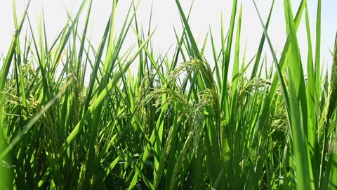 Close up of the rice plants under wind. Stock Footage 283954553