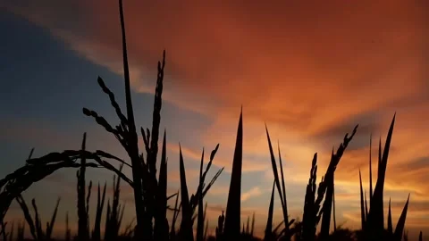 Close Up Of Rice In Rice Field At Sunset. Vídeo Stock 168094374