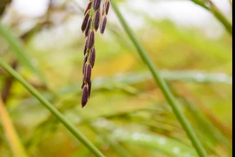 Close up of the rice seed Stock Photos