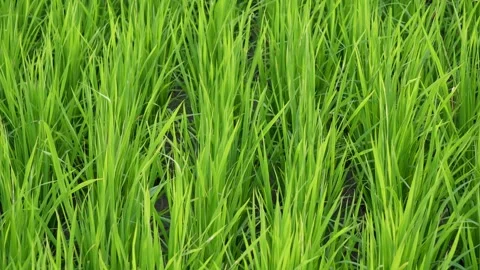 Close-up of the rice seedlings on the field Stock Footage 316245635