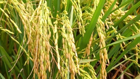 Close-up to rice seeds in ear of paddy Stock Footage 267421264
