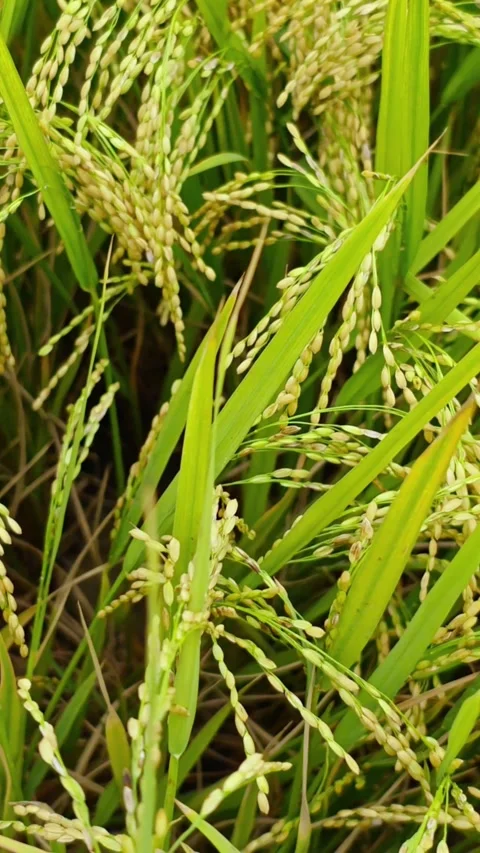 Close up of Rice Stalk. 動画素材 345862542