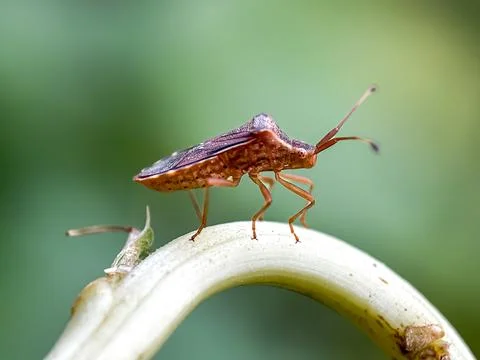Close up of rice stink bug (Oebalus pugnax) Фото