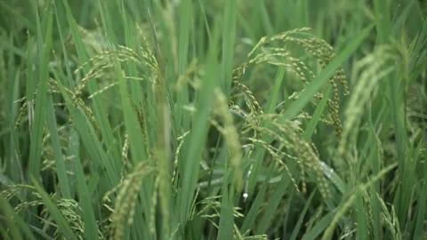 Close up of rice when it turns yellow ready for harvest Stock Footage 269541987