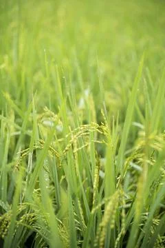 Close up of rice when it turns yellow ready for harvest Stock Photos