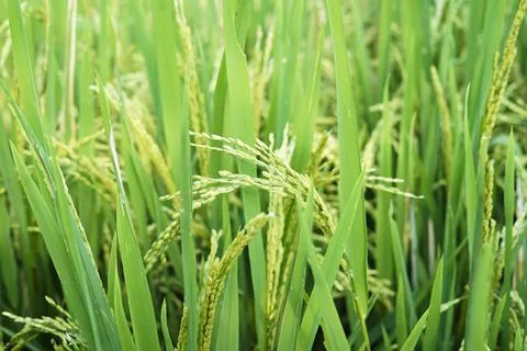 Close up of rice when it turns yellow ready for harvest Stock Photos
