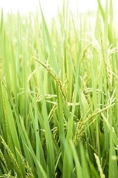 Close up of rice when it turns yellow ready for harvest Stock Photos