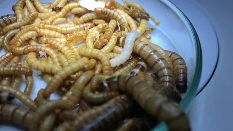 Close-up of rice worms on a lab cup Stock Footage 167810520