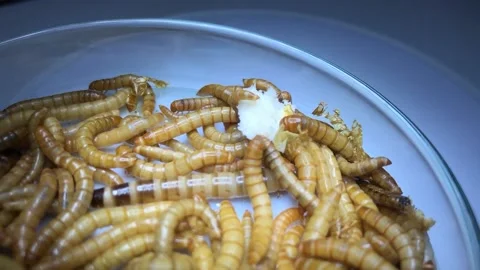 Close-up of rice worms on a lab cup Stock Footage 167810523