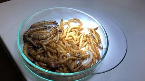 Close-up of rice worms on a lab cup Stock Footage 167810526